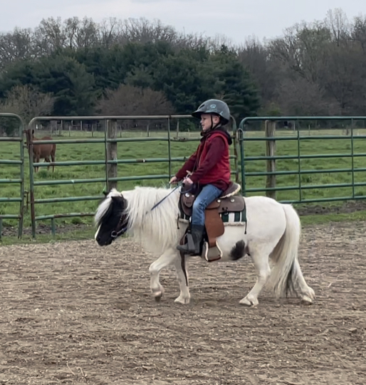 Doodle is a 7yr old 34" Mini Gelding who is broke to Ride & Drive! Talk about one flashy guy, he is not only gorgeous but good for the kids as well! Doodle is the perfect lead line pony for your Kids and will also ride solo! He does have a little pony lazy attitude and will try to go around obstacles instead of over but with a little encouragement he does them! Doodle is also broke to drive, he stands well to harness & hitch! Talk about fancy he is even fancier in the cart! He does drive with a lot of snap so would recommend him for the older kids/ adults in a cart but boy is he fun!! Doodle will let you kids lead him everywhere, stand to be groomed and picks his feet up! He loves to be brushed and attention!