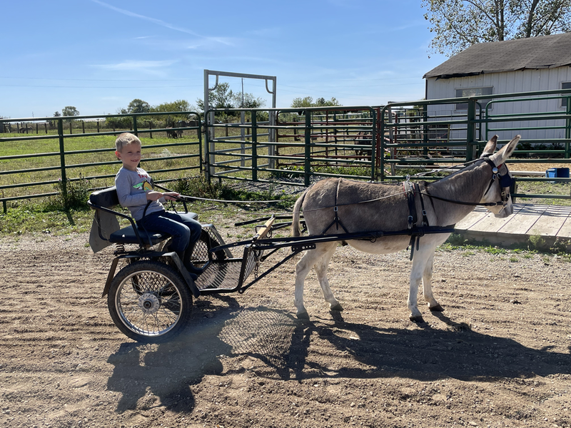 Peanut is a 9yr old 35” Mini Gelding Donkey. He is well broke to Drive and has been driven by kids. His favorite gait is walk but will trot in the cart as well. He is easy to handle and will stand tied and to be groomed. He stands well to harness and hitch. Very sweet guy that would be a great 4-H donkey!